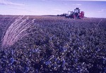 Blueberry Harvest Pesticides