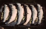 Salmon from "Maine Sea Farms" at Callahan Mine site by Frederick M. Beck