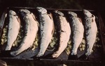 Salmon from "Maine Sea Farms" at Callahan Mine site. by Frederick M. Beck