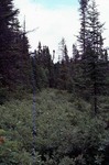 Old Logging Road w/ Rhodora Prominent in Foreground