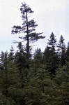 One of the Large Pines on Bog Brook Bog by Vernon L. Shaw