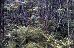 Forest on Bog Brook Bog - St. Albans (428705) by Vernon L. Shaw