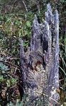 Dead Stump - Umcolcus Deadwater by Vernon L. Shaw