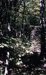 Red Maple Forest on Bog Along Fogg Brook (428728) by Vernon L. Shaw