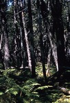 Forest on Bog Along Fogg Brook (450818) by Vernon L. Shaw