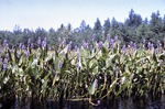 Pickerel Weed by Vernon L. Shaw