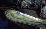 Pond Surface in Swamp by Vernon L. Shaw