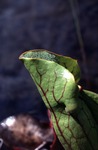 Pitcher Plant Showing Hairs for Forcing Bugs Inside by Vernon L. Shaw