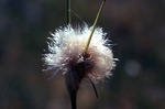 Cotton Grass by Vernon L. Shaw