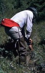 Joe Russo of Mass. Geol. Survey. Bog near E. Andover, ME (449050) by Vernon L. Shaw