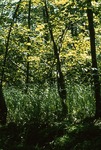 Forest on bog along Fogg Brook by Vernon L. Shaw