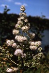 Meadow Sweet (Spirea) by Vernon L. Shaw