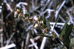 Leather Leaf Blossoms (Chamaeadaphne) - Holbrook Pond Bog (448895) by Vernon L. Shaw