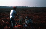 Cameron and Mullen Sampling on Great Heath by Robert A. Johnston