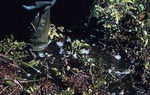 Mike Mullen on floating sphagnum. North Pond Bog (450745) by Vernon L. Shaw