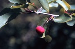 Mountain Holly (Nemopanthus) - Little Norridgewock Stream (448951) by Vernon L. Shaw