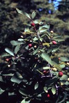 Mountain Holly (Nemopanthus) - Little Norridgewock Stream (448951) by Vernon L. Shaw