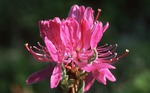 Rhododendron (Canadense Rhodora) - South Road, Eddington (X259149) by Vernon L. Shaw