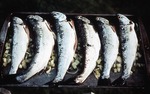 Salmon from "Maine Sea Farms" at Callahan Mine site. (8) by Frederick M. Beck