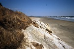 American Beach Grass on Bedrock by Stephen M. Dickson