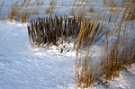 Dune Plants w/ Snow Bunting Tracks