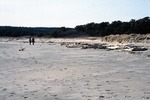 Popham State Beach - Looking to Morse R. vegetated scap. Driftwood.