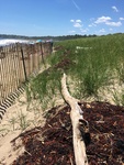 Scarborough Beach seaweed disposal by Sam Rickerich