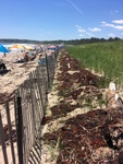 Scarborough Beach seaweed disposal