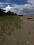 Ferry Beach dune seeding