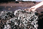 miscellaneous; marine; mussels