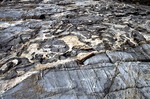 Clayters Beach - Fractured gabbro cut by granite-gabbro mixing zone. by Robert G. Marvinney