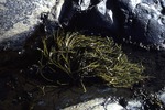 people; places; Acadia National Park; seaweed
