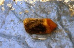 Nice Qtz. Crystal from Pocket Found in N Wall of Bennett Q. on 10/11/1990 by Woodrow B. Thompson