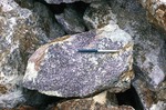 Freshly Mined Lepidolite at Mt. Mica Quarry by Woodrow B. Thompson