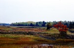 Salt marsh dikes adjacent to Mill Ri. and U.S. Rte. 1-A. by Woodrow B. Thompson