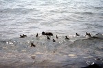 Sebago Lake; beach profile; ducks