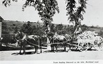 Horse team hauling lime rock to kiln, Rockland Road