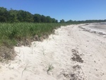 Crescent beach SP dune