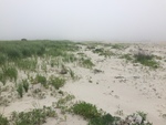 Higgins Dune vegetation