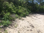 Kettle Cove, first cove vegetation