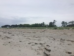 Western plover nesting and dune