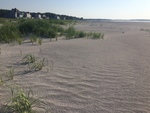 Goose Rocks dune vegetation