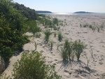 Goose rocks new dune growth
