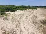 Dune growth inside spit at webhannet river