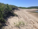 reid half mile dune