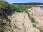 reid half mile dune growth inside river
