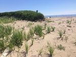 reid half mile dune