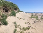 Reid dune condition half mile beach
