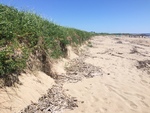 Reid halfmile beach dune