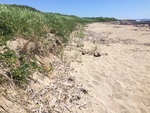 Reid Half mile beach dune